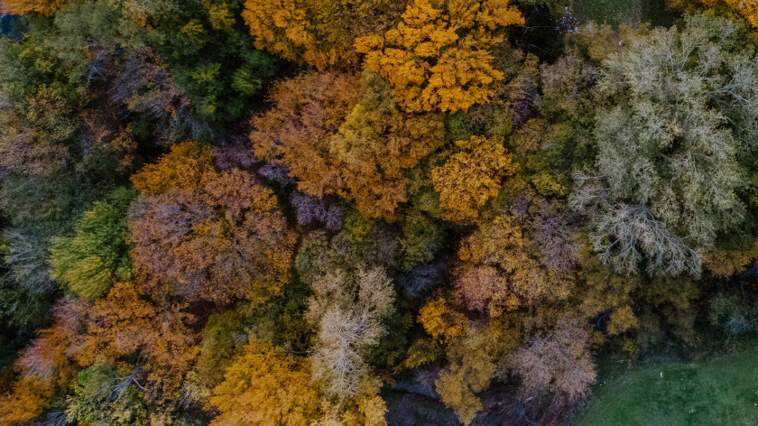 Aerial photo of autumn color-changing leaves in Camelot Park.